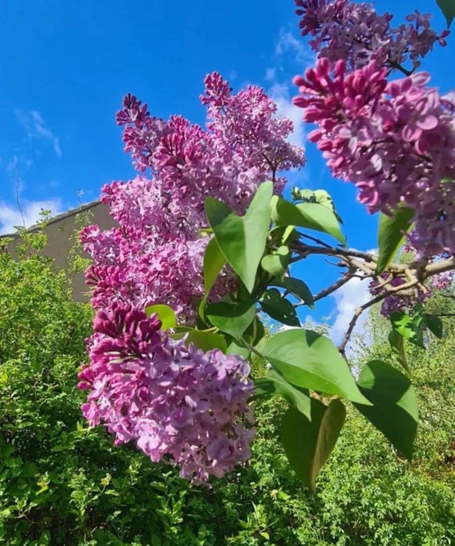 Tatil Evi Gastehaus Zum Rosengarten Dresden